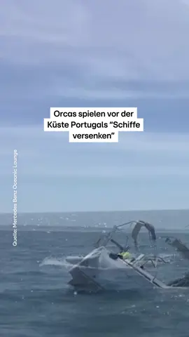 Vor der Küste Portugals haben mehrere Orcas eine Segeljacht gerammt. Das Boot lief voll Wasser und sank schließlich. In dieser Region kommt es immer wieder zu solchen Vorfällen – weltweit ist das Verhalten einzigartig. Forschende gehen jedoch nicht von Angriffslust aus. Vielmehr könnten Neugier, Spieltrieb oder erlerntes Verhalten der Tiere dahinterstecken. #Redaktion #Orcas #Portugal 