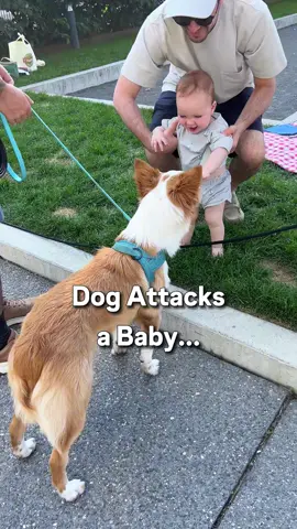 New best friends #dogs #🐶 #puppy #aww 