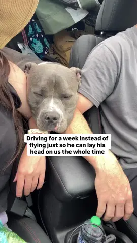 Do you drive just so your dog can come with you on vacation? #americanbully #dog #doglove #funnydog#dogparents #dogcontent #doglovers #funnydogs #dogowner #dogs #doghumor #fblifestyle Dog life, dog humor, dogs, funny dogs, cute dogs