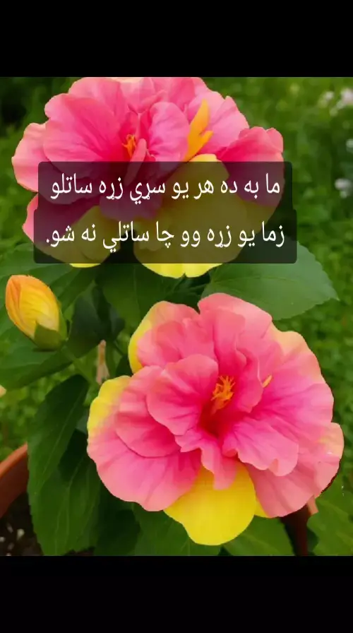 ما به ده هر يو سړي زړه ساتلو زما يو زړه وو چا ساتلي نه شو