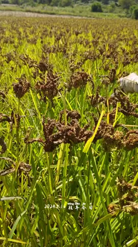 Mến chúc cả nhà BT vui vẻ 