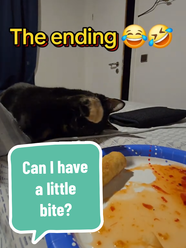 Replying to @angelinamp11 She is soo freaking cute. 😂🤣🥰#coolcatsuki #ceoofrandom 