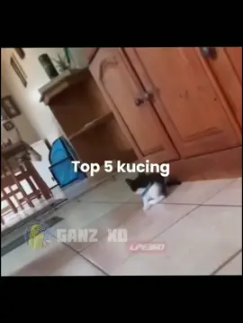 TOP 5 KUCING     #MEMEKUCING   #FYPPPPPP #VIBES KUCING #MEME INDONESIA TIKTOK #KUCING KAGET CORE 