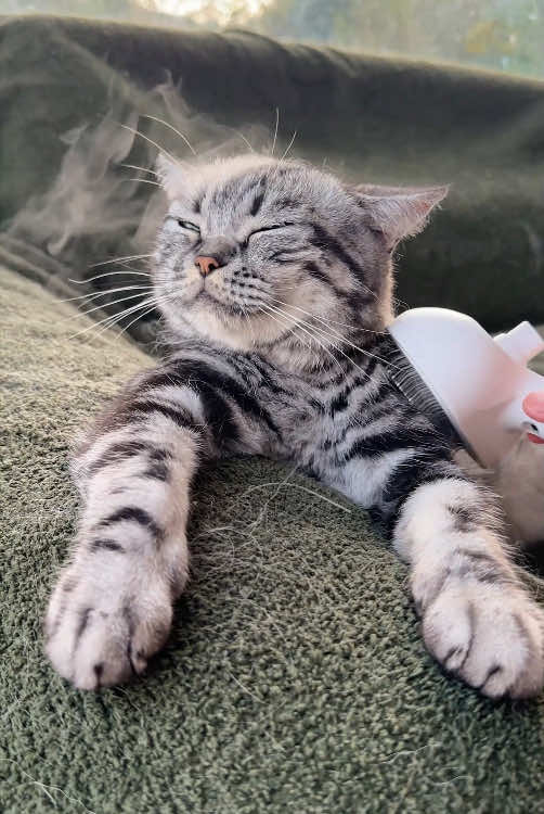 Your cat doesn’t actually hate baths, they just hate the way it’s done. #catpick #catcleaning #catbrush #steambrush #catgrooming 