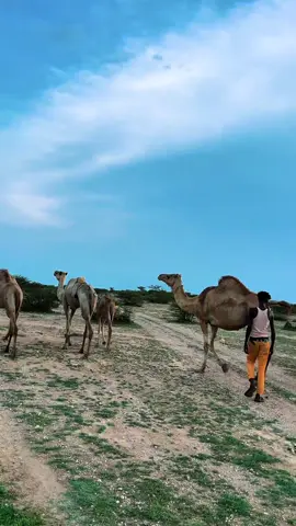 Nolosha miiga waa duruusda dhabta ah ee nolosha halkaas ayaad ka baranaysaa sabir nafis iyo runta nololeed ❤️😮‍💨