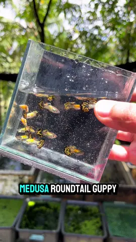 Medusa Galaxy Roundtail Guppy.🥰 #fyp #guppies #guppy 