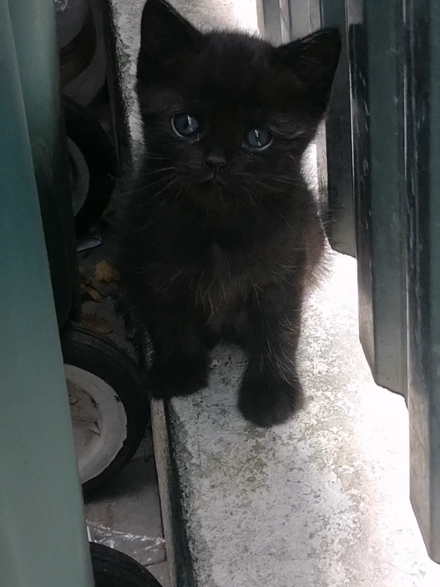 #trend #fyp #tiktok #cat #kitten 