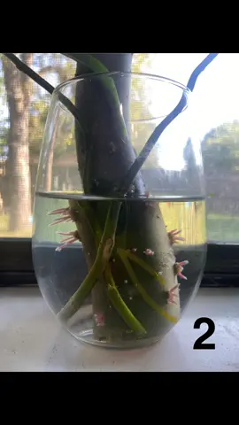The Bonsi Tree That Grows Like It’s on Fast-Forward #DragonWillow #FastGrowingTree   #PlantTok #GardenMakeover #InstantImpact 