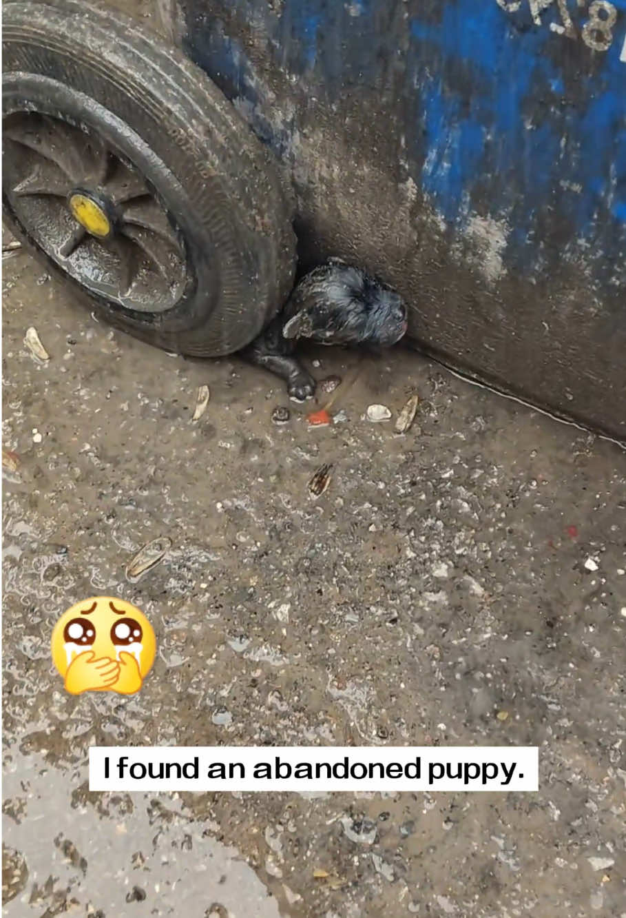 I found an abandoned puppy. It was so pitiful that I decided to take it home, and then...#rescue #animals #dog 