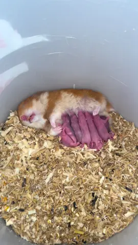 #hamster #anakhamster #hamstergemoy #hamsterlucu 