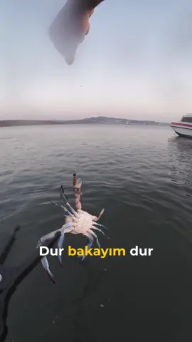 “içimde çok büyük bir levrek hissi var” Bütün gün aklımda levrek vardı… Meğerse hissettiğim şey levrek değil, korkulu rüyam mavi yengeçmiş :) Geçmişte çok kötü ısırıldığım için tecrübeliyim tabi. Bu boyuttaki bir yengeç ısırsa dikişlik yapabilir, etimi parçalayabilir.. Hanfish Gurt ile yakalayınca hem çok şaşırdım hem de biraz tırstım açıkçası. Bana anı olarakta kalsın istediğim için videoyu çok düzenlemeden doğal haliyle paylaşmak istedim. hisler rüya gibidir, önemli olan ne gördüğünüz değil, nasıl algıladığınızdır. Bazen hissettiğin şey bambaşka bir şeye çıkabiliyor 👍 Ekipman Bilgisi: Kamış: 2-10 Makine: 2000 İp: 06 P.E (0.13MM) Lider: 10 LB (0.26MM) Kandırıcı: Hanfish Gurt Bloodyworm Jighead: Hanfish Vision 2.8 GR #hanfish #levrek #lrf 