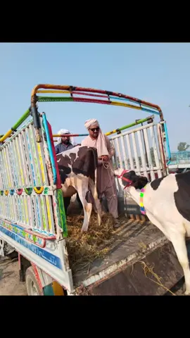 #punjabisatuts #foryoupageofficiall❤️❤️tiktok👑💯🤗 #❤️پنڈاں_آلے_جٹ❤jutt 