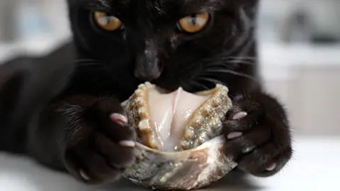 #asmr #asmrsounds #asmrvideo #asmrtiktoks #ai #abalone #nature #aiasmr #satisfying 
