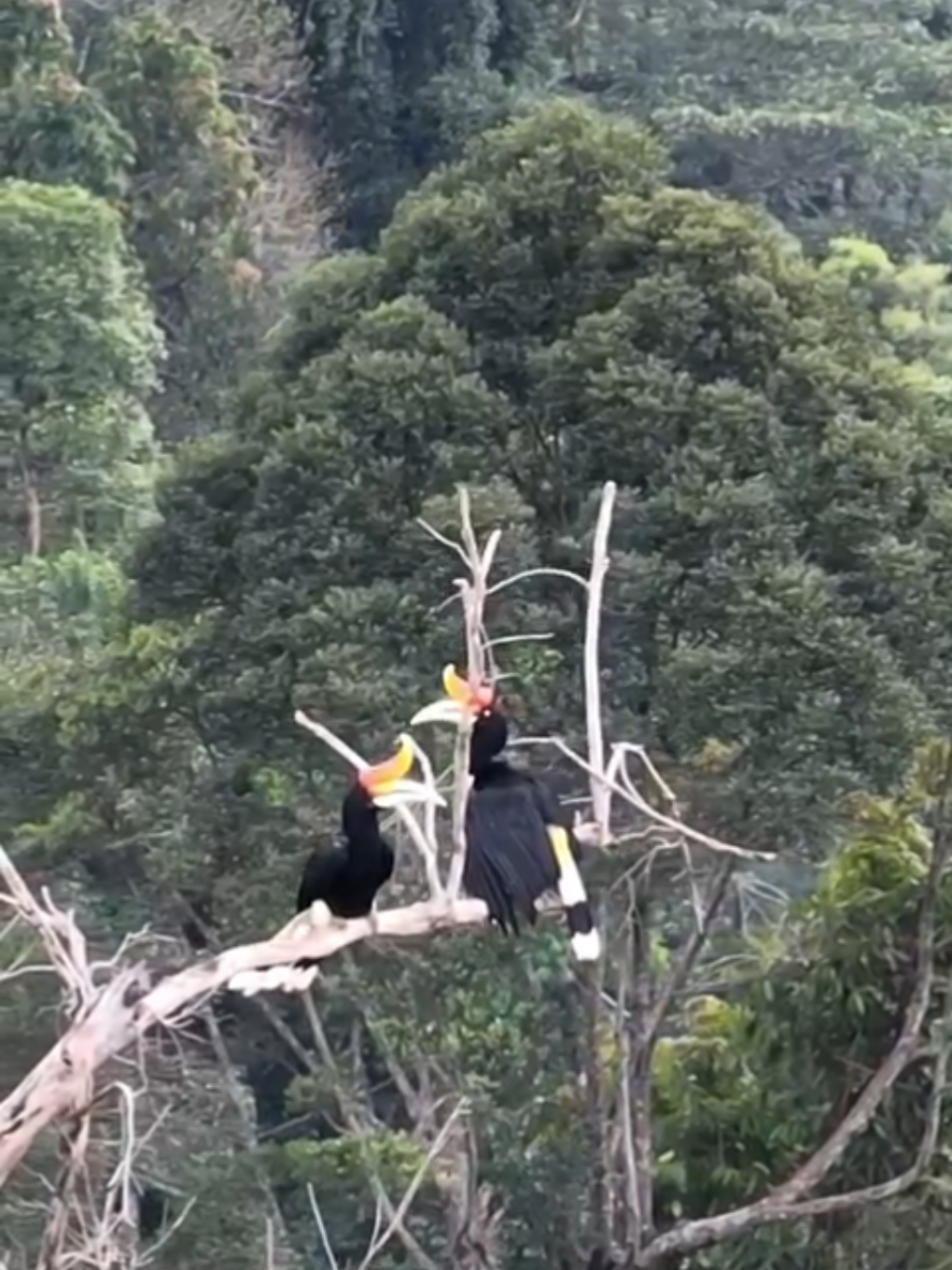 Burung rangkong badak terlihat di Gunung Leuser. #rangkongbadak #rangkong #burungrangkong 