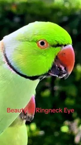 Beauty of Ringneck eye #lovelyparrot❤️ #prrotwatching #birdswatching #parrotlovers #ringneckedparakeet 