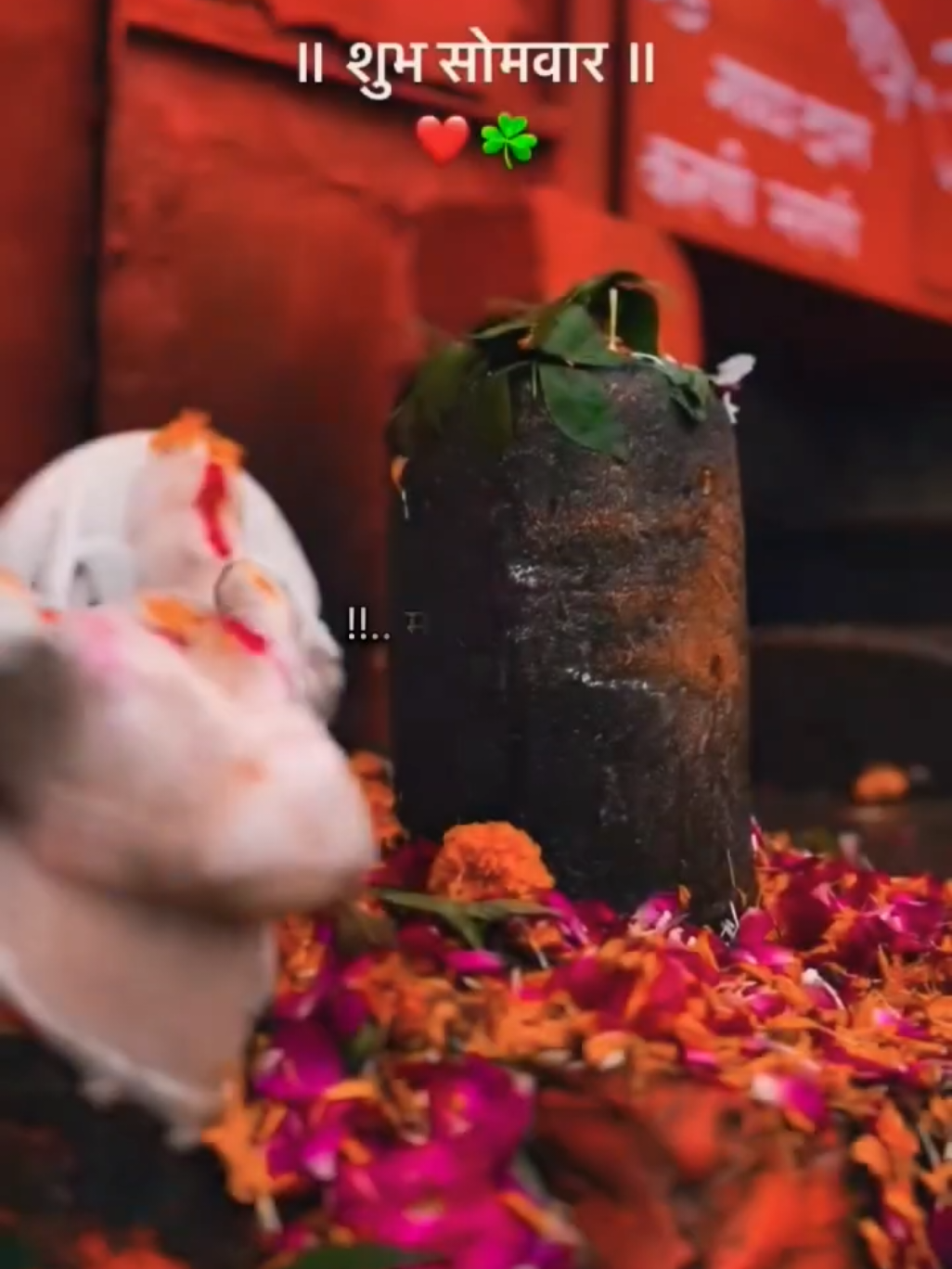 #mahadev_bhakt #mahadev__ke__pujari 