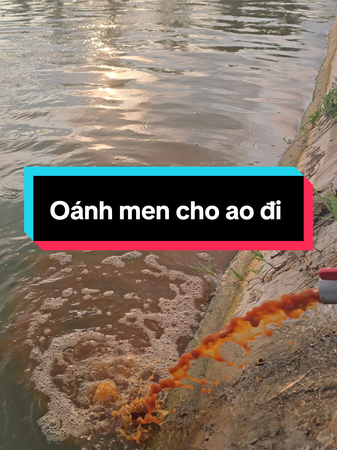 đánh men vi sinh  #channuoi #nuoica #xuhuong #thuocthuysan #viral 