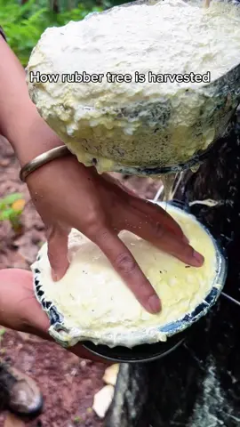 How natural rubber is harvested #nature #SATISFYING #asmr #oddlysatisfying #rubbertree 