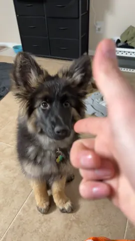 #training #gsd #dog #smart #dogsoftiktok 