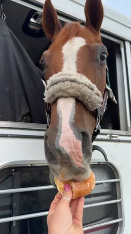 It might be a sweet treat 😆 #donut #fyp #horsesoftiktok #sweettreats #quarterhorsesoftiktok 