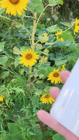 Gây sốc thế giới smartphone 1 thời #zhenghemyth#xiaomi13