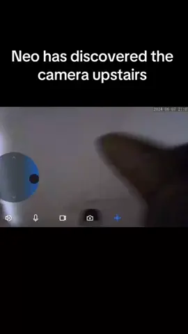 Cat in camera #catsoftiktok #funnycat #cats #fyp 