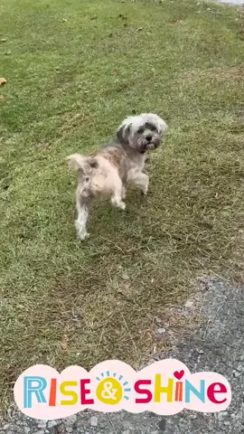 MY BABY #shihtzu  #fpy #trend 