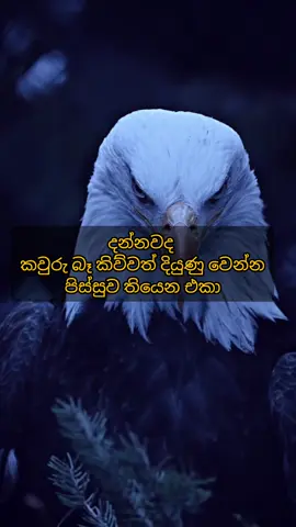 දියුණු වෙන්න දගලන එකාට ප්‍රශ්න කියන්නේ පාඩමක් විතරයි සහෝ ✌️#motivation #foryou #success #life #attitude 