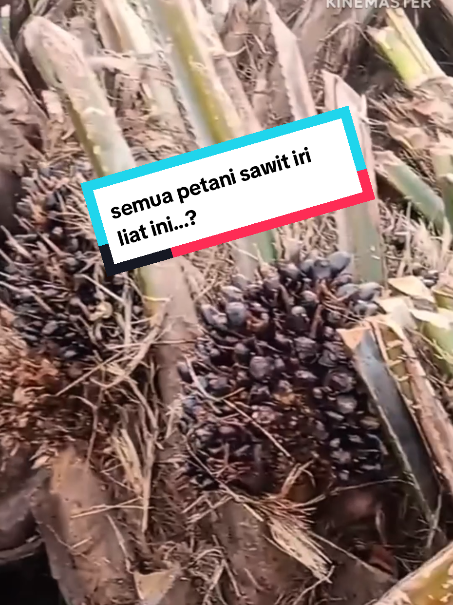 solusi tepat ampuh dan jitu untuk memperlebat buah sawit #petani #pupuk #peternakmuda #petanisawit #petaniindonesia🇮🇩🇮🇩🇮🇩🌿🌿 