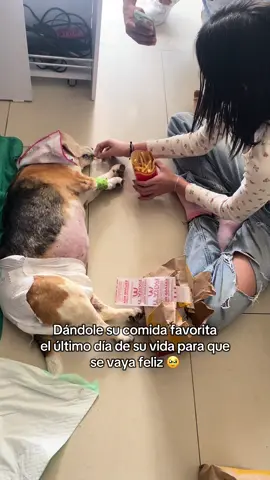 Realmente tengo el corazón hecho pedazos te extraño muchísimo mi gordita linda #beagle 