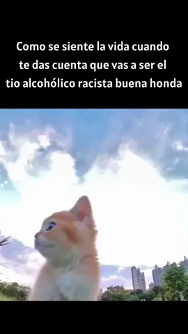 como se siente la vida... #humor #cat 
