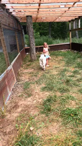 Little besties 🐮💖 #minicow #micromoomoos #babycalf #farmtok #fyp 