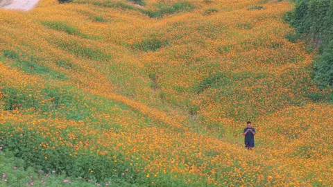Cánh đồng hoa #hoadep #hoa #xuhuongtiktok 