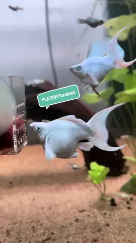 Một mã molly đối với mình thì cực kỳ, cực kỳ đẹp nhưng bị tụt dốc không phanh 🥲 thời điểm từng phải oder 3m/ 1 couple 💥 hãy bảo tồn form giống nhé ❤️#mollyfish #platinum #aquarium #fish #white 