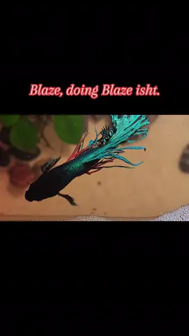 Crown-tailed betta...I said I was done, then I saw him. HAD-2-HAVE.#nohashtag #bettafish #aquariumlife 