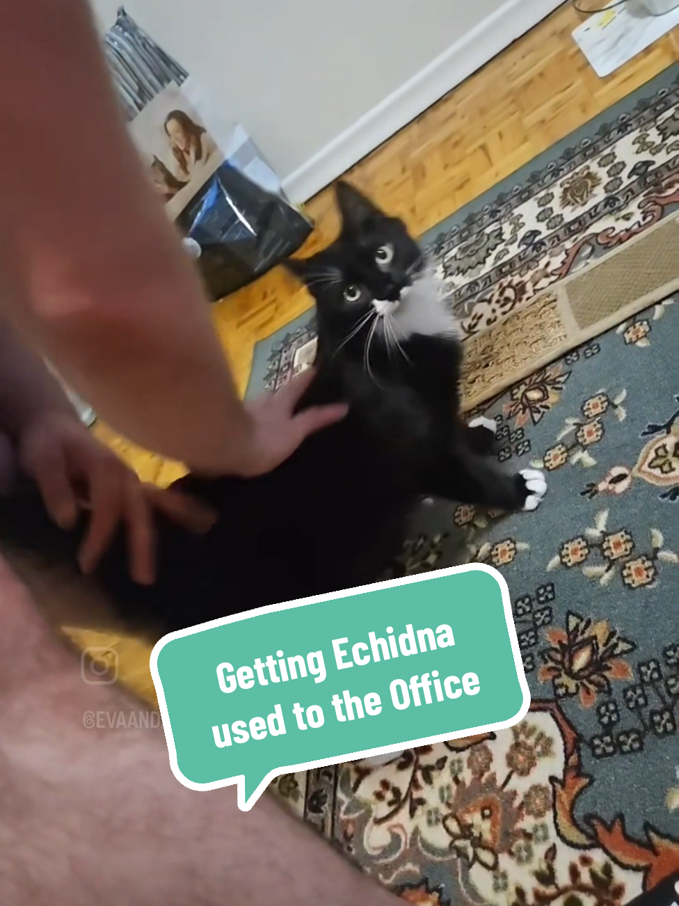 Tonight we are working on getting Echidna used to the office. Foster Dad Alex works from home, so when foster kitties are getting brave enough to ease the bathroom and it's safety sink, we work on moving them over to the office. This way they have more room, but we can still close the door at night so that they are not interacting with Latte without supervision.  This also speeds up the socialization process as they are around Alex during the day! #catsoftiktok #fostercat #echidna #fostering #rescuecats 