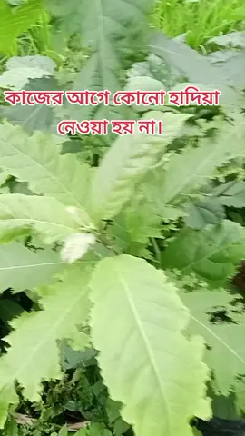 সকল ধরনের কবিরাজি কাজ করে দেওয়া হয়। 
