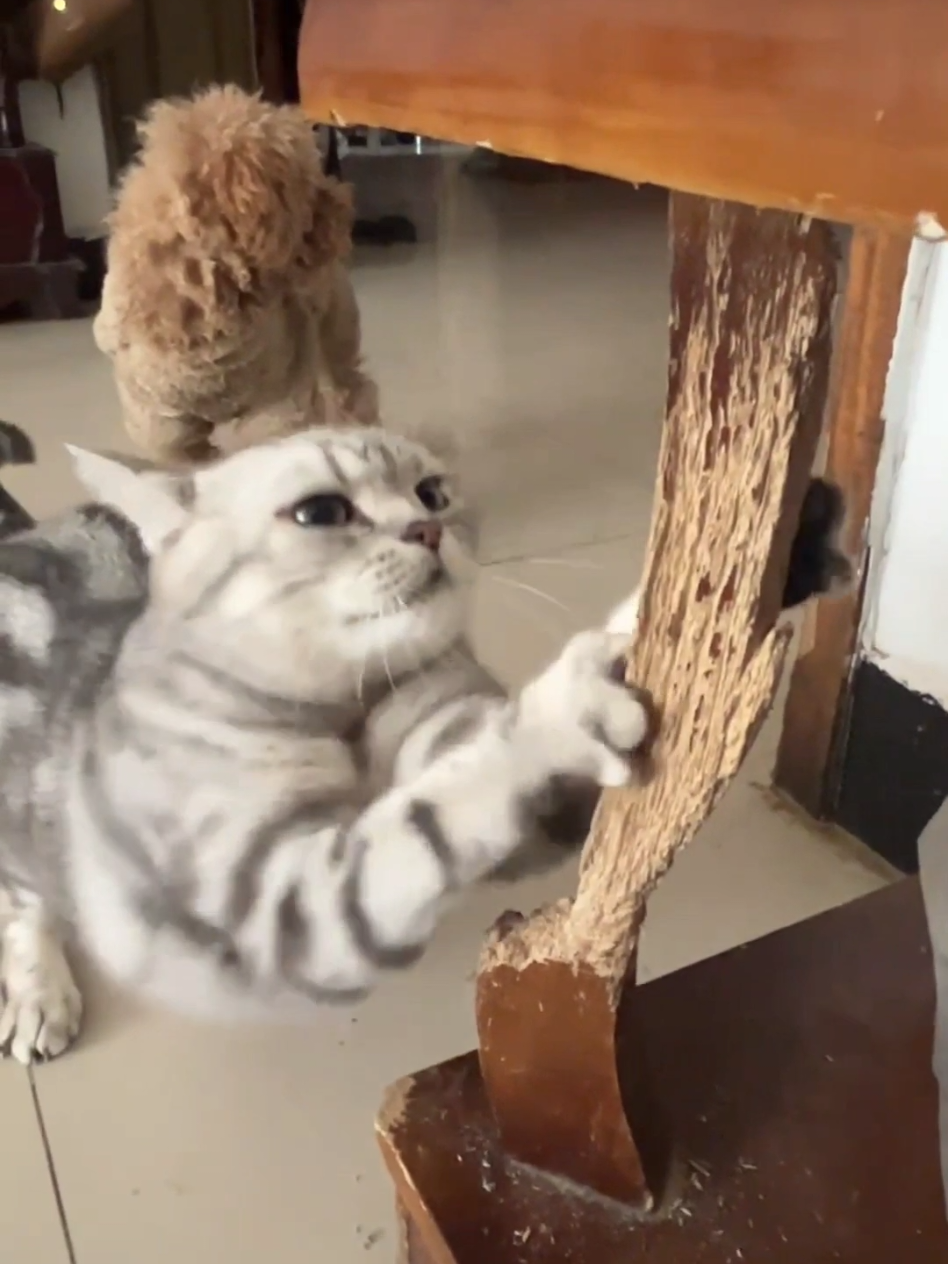 #cat #cute #catvideo #cutecat #funny 