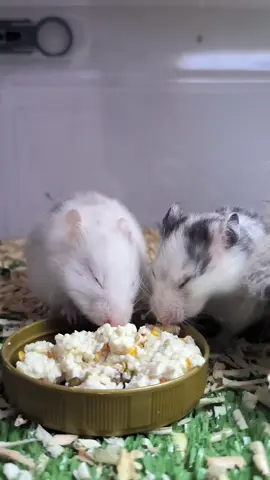 makanan yang enak 🤤 #fyp #hamster_team🐹 #hamster #syrianhamster #hamstergang 