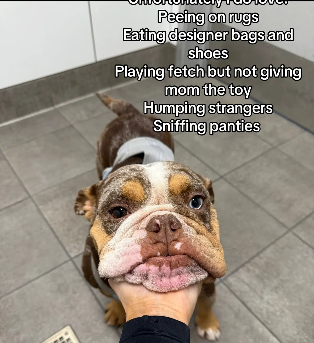 She is WILDDD but I love her #englishbulldog #minibully #dog #fyp 