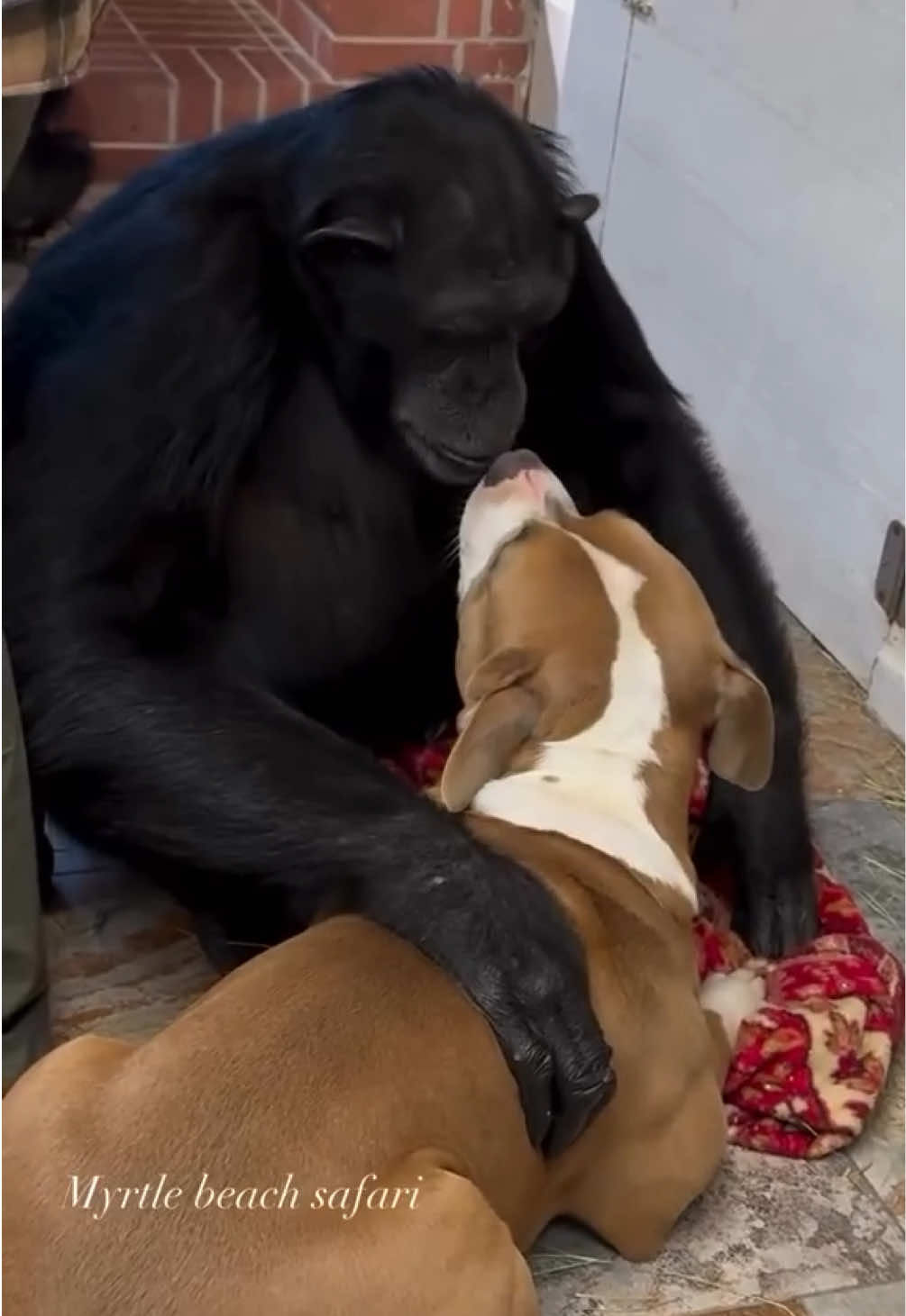 My sweet boys Vali the chimp and Osiris the pitbull love each other so much🦍🐕❤️  • • • #Chimps #chimpanzee #dog #apes #cuteanimals                 