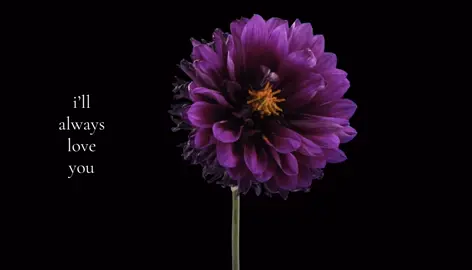 #flower #viralvideo #fyp #xyzbca #relatable 