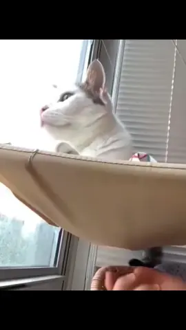 Funny Cats Putting Themselves in Trouble 😹🐾 #crazycats #catsoftiktok #catvideos #funnycats #cats