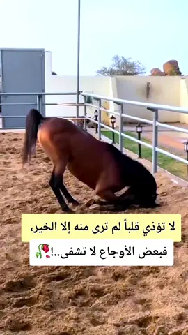 #عبارات #خيل_وخياله🐎 