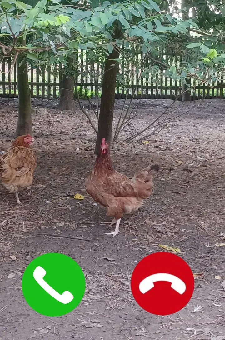 #🐓🐔 #chicken #📞 #repost? #like? 