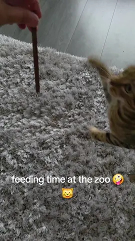 feeding time at the zoo 🤪😸 #tabbycat #funnycat #fyp #cat #feedingtime 
