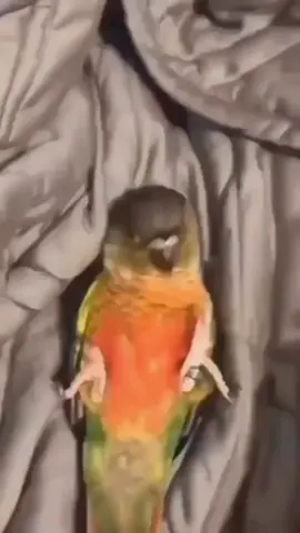 #loveparrots❤️❤️❤️❤️😀😀🦜🦜 #smartparrots😍😍😍 #lovebirds❤️❤️ #smartbirds🐦🐦 