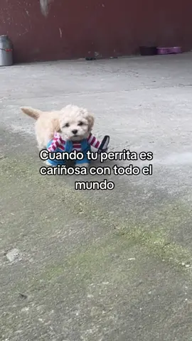 Si es #dog #fyppppppppppppppppppppppp #shitzu #paratiiiiiiiiiiiiiiiiiiiiiiiiiiiiiii 