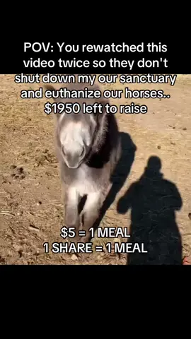 #horse #fy #horsesoftiktok #fyp #fyppppppppppppppppppppppp 