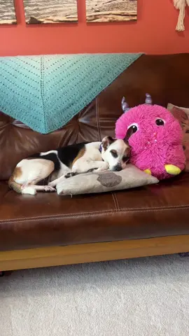 Meet Auburn! #foster #adoptdontshop 